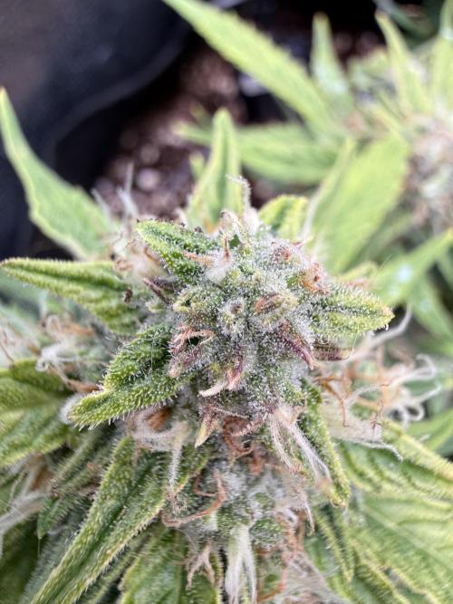First plant-amazing & 2remember 4ever. Week 9