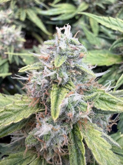 First plant-amazing & 2remember 4ever. Week 9