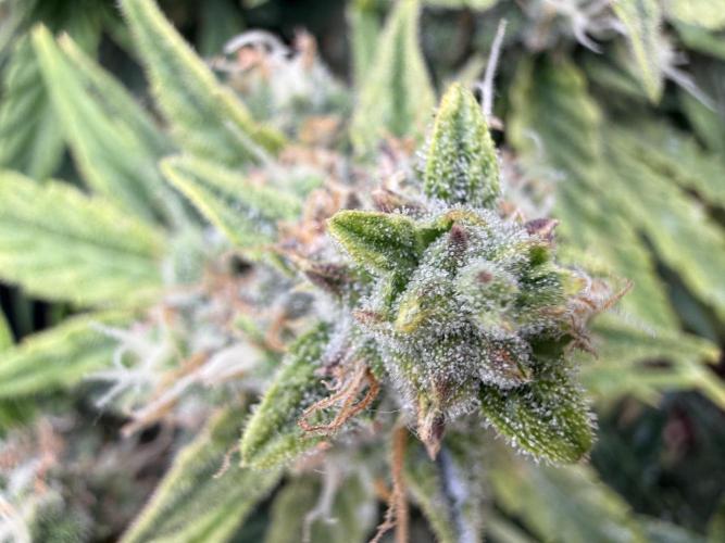 First plant-amazing & 2remember 4ever. Week 9