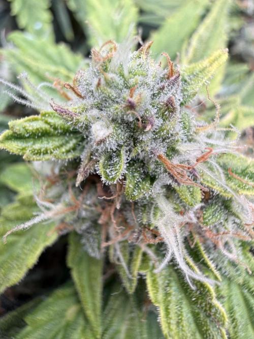 First plant-amazing & 2remember 4ever. Week 9
