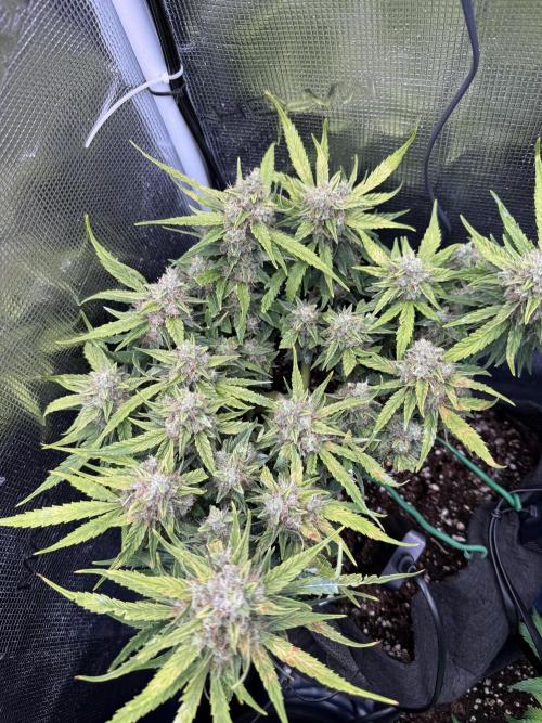 First plant-amazing & 2remember 4ever. Week 9