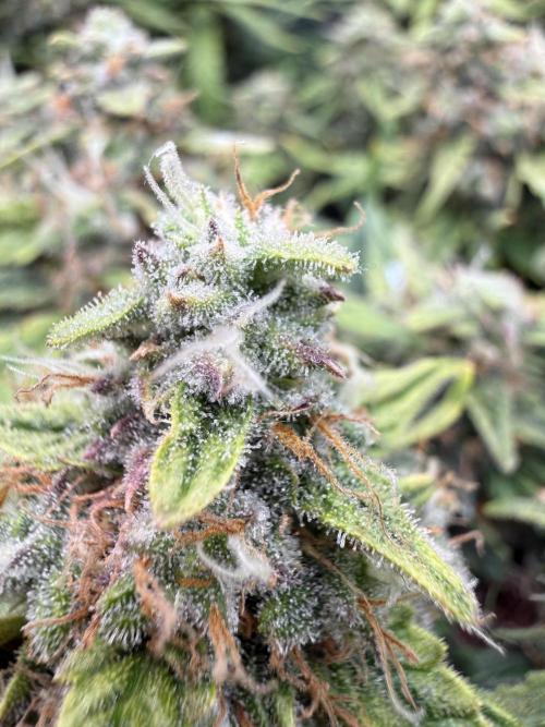 First plant-amazing & 2remember 4ever. Week 9