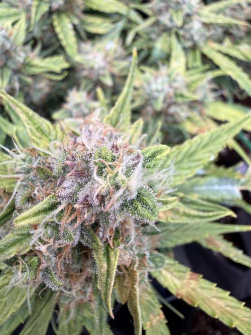 First plant-amazing & 2remember 4ever. Week 9