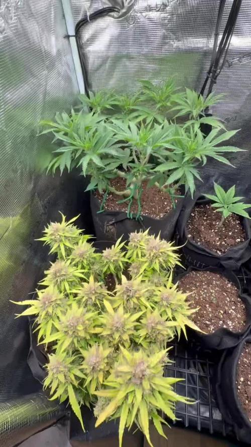 all eyes on weed