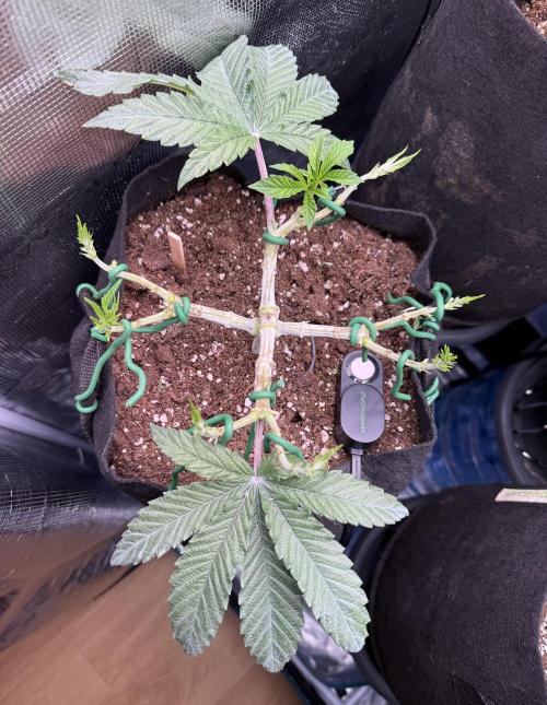 Primera fotopereodica GG4#. Week 6