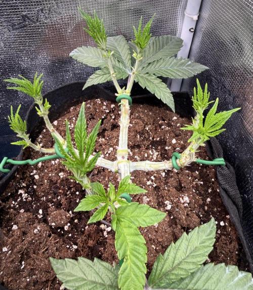 Primera fotopereodica GG4#. Week 6