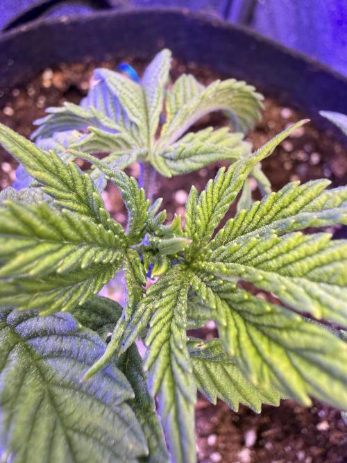 Primera fotopereodica GG4#. Week 6