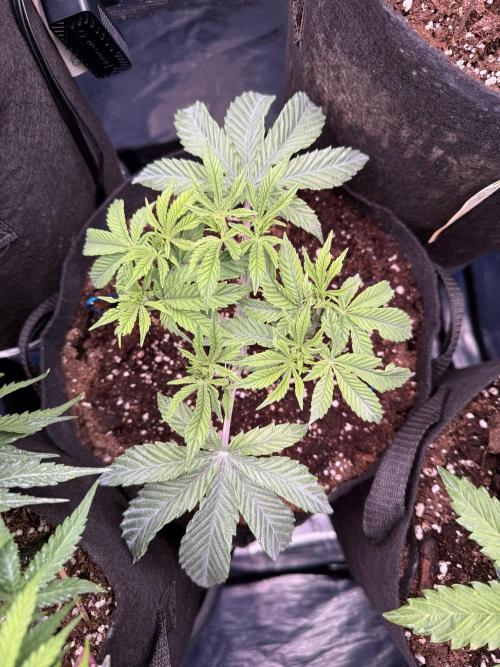 Primera fotopereodica GG4#. Week 6