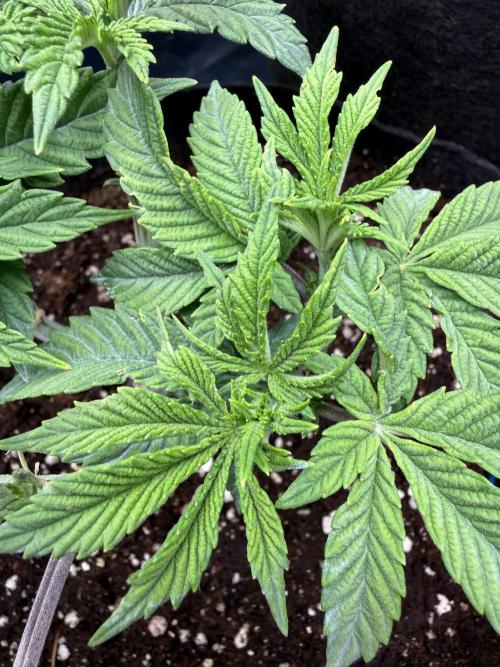Primera fotopereodica GG4#. Week 6
