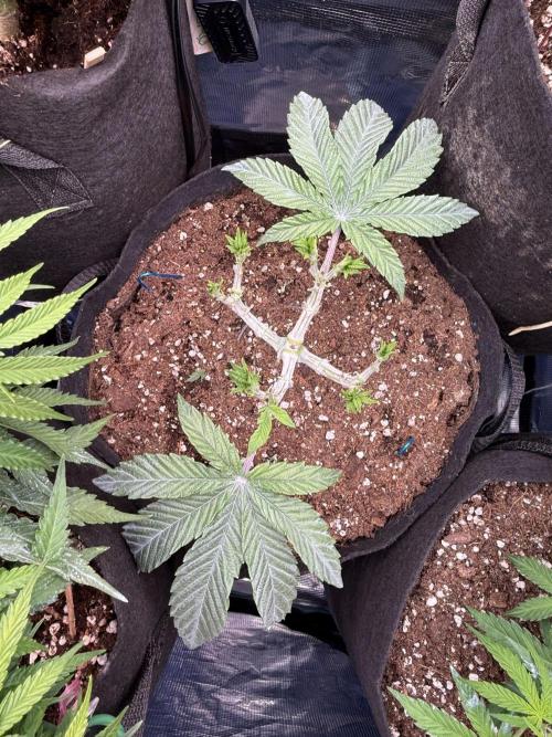 Primera fotopereodica GG4#. Week 6