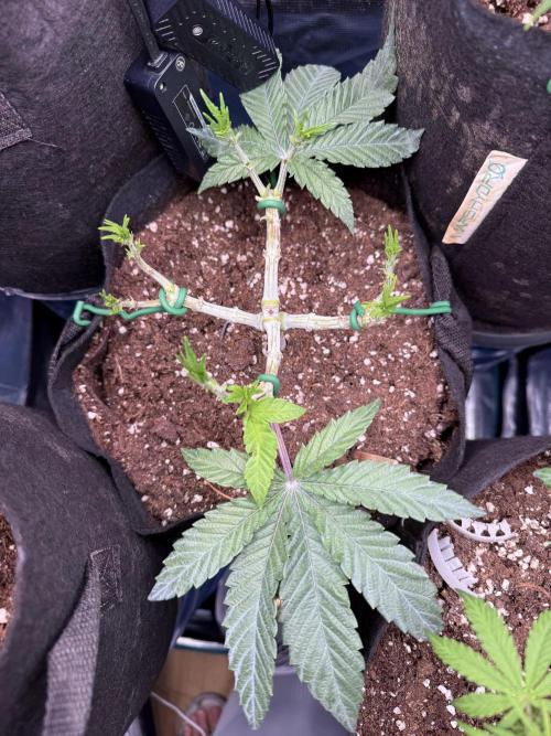 Primera fotopereodica GG4#. Week 6