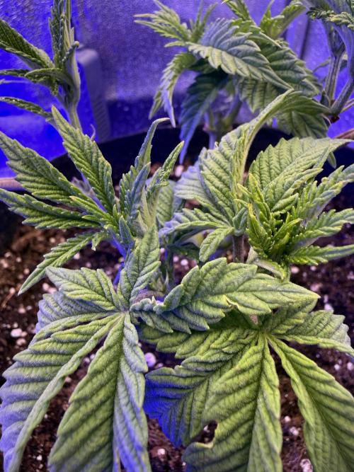 Primera fotopereodica GG4#. Week 6