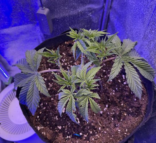 Primera fotopereodica GG4#. Week 6