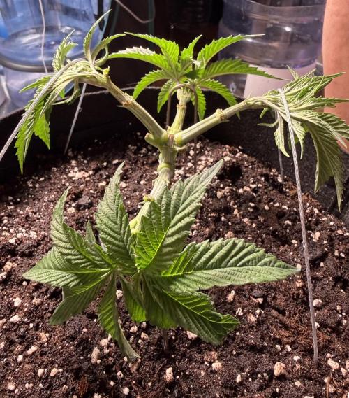 Primera fotopereodica GG4#. Week 4