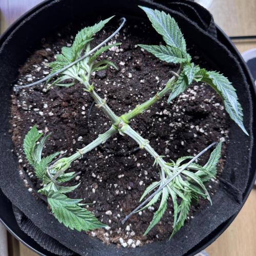 Primera fotopereodica GG4#. Week 4