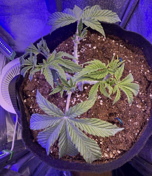 Primera fotopereodica GG4#. Week 5