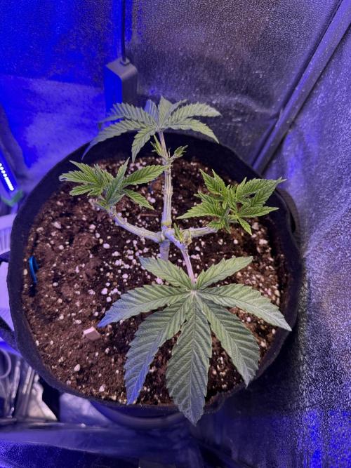 Primera fotopereodica GG4#. Week 5