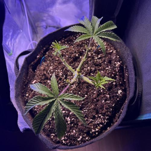 Primera fotopereodica GG4#. Week 5
