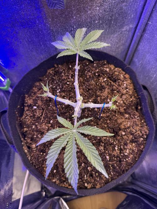 Primera fotopereodica GG4#. Week 5