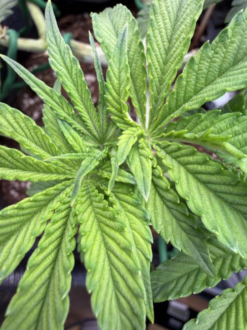 Primera fotopereodica GG4#. Week 7