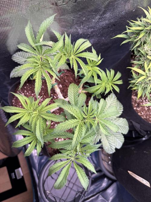 Primera fotopereodica GG4#. Week 7