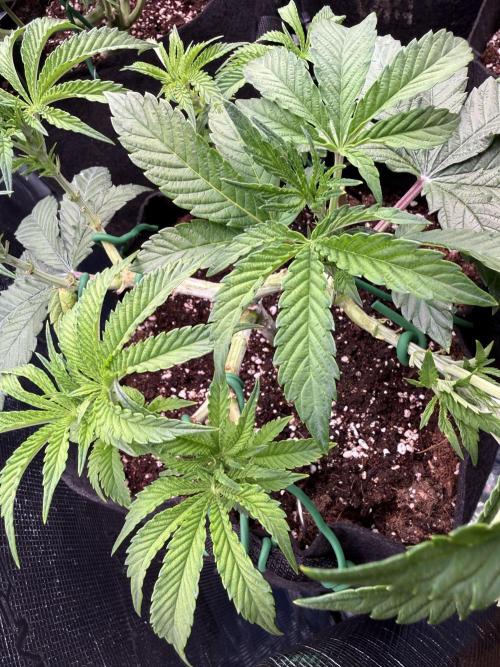 Primera fotopereodica GG4#. Week 7