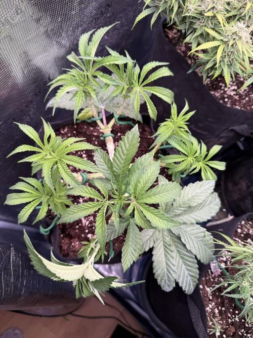Primera fotopereodica GG4#. Week 7