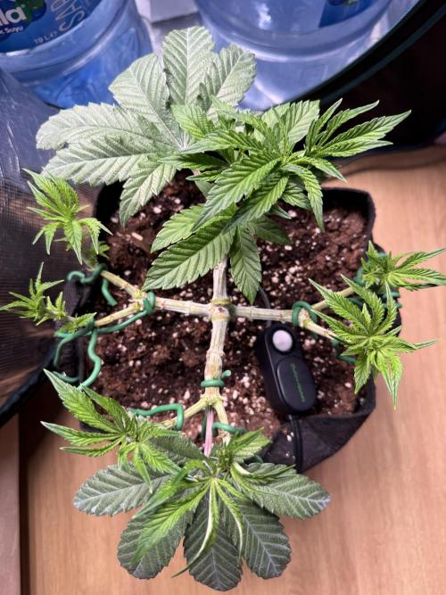 Primera fotopereodica GG4#. Week 7