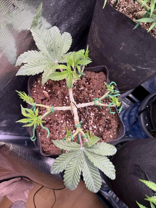 Primera fotopereodica GG4#. Week 7