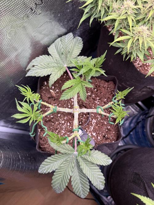 Primera fotopereodica GG4#. Week 7