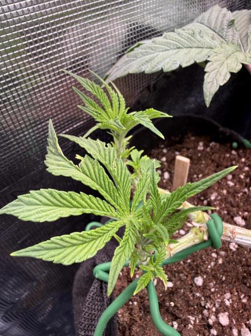 Primera fotopereodica GG4#. Week 7