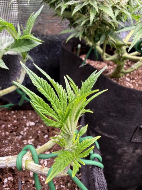 Primera fotopereodica GG4#. Week 7