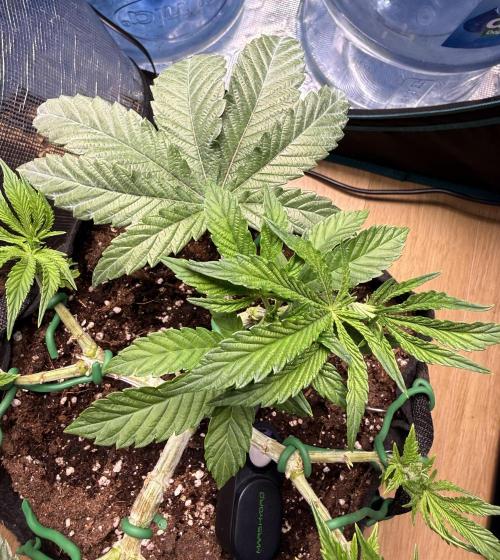 Primera fotopereodica GG4#. Week 7