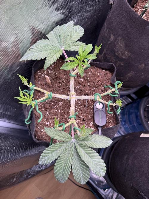 Primera fotopereodica GG4#. Week 7