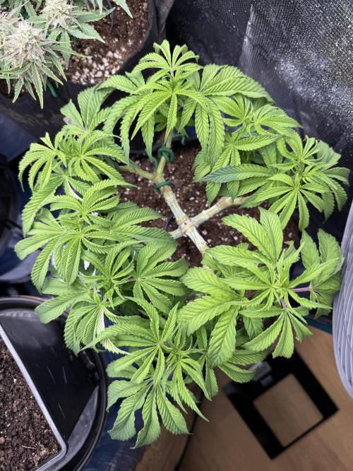 Primera fotopereodica GG4#. Week 8