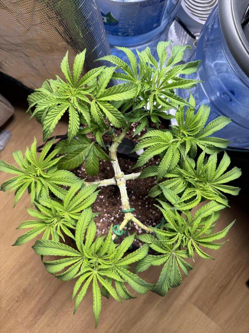 Primera fotopereodica GG4#. Week 8