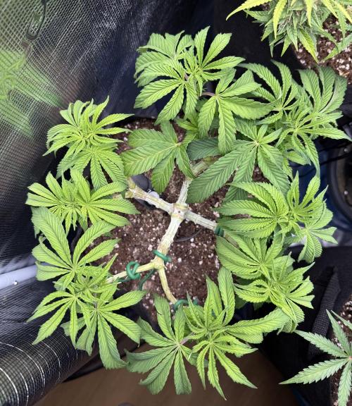 Primera fotopereodica GG4#. Week 8