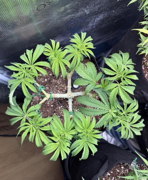Primera fotopereodica GG4#. Week 8