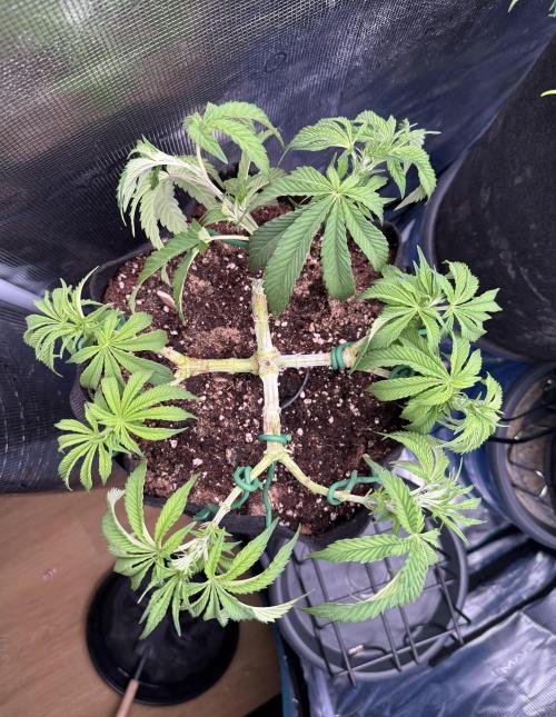 Primera fotopereodica GG4#. Week 8
