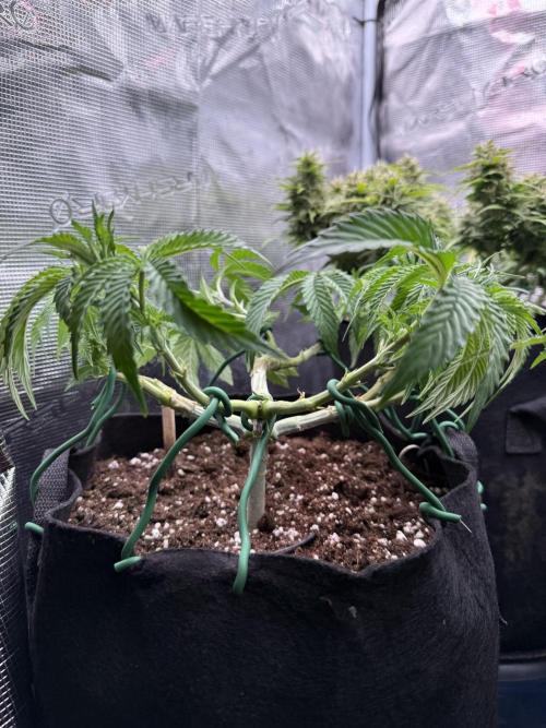 Primera fotopereodica GG4#. Week 8