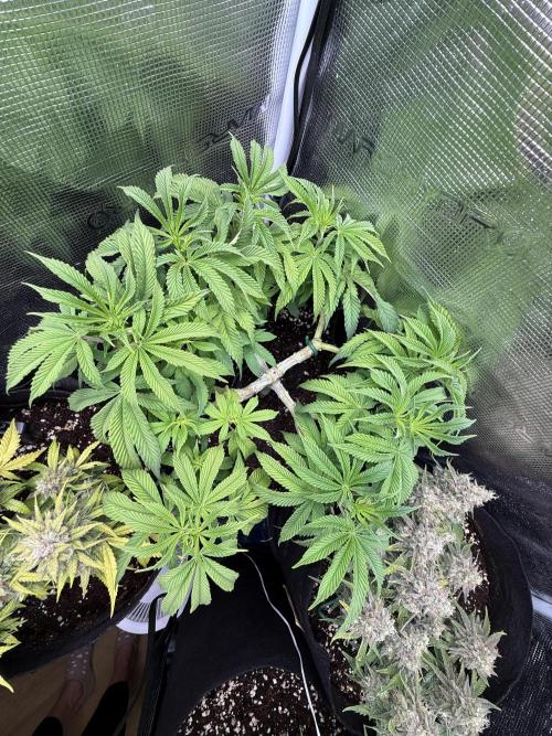 Primera fotopereodica GG4#. Week 9