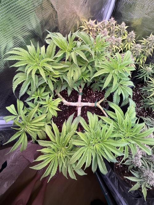 Primera fotopereodica GG4#. Week 9