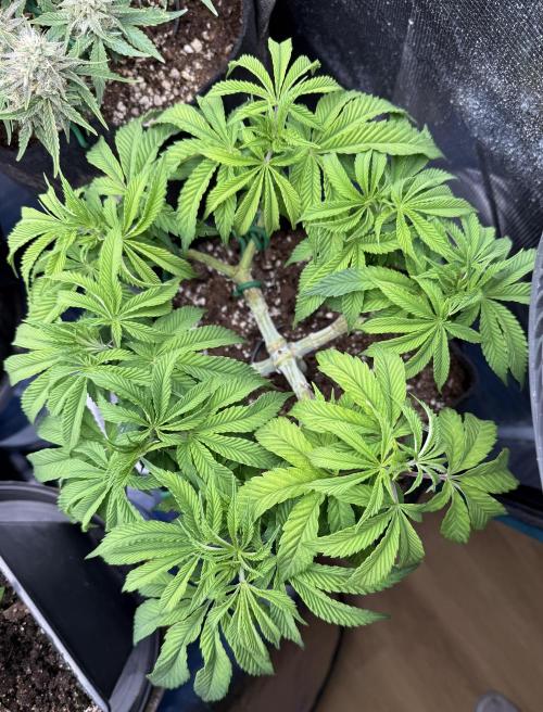 Primera fotopereodica GG4#. Week 9