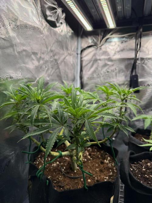 Primera fotopereodica GG4#. Week 10