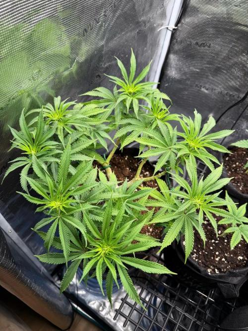 Primera fotopereodica GG4#. Week 10