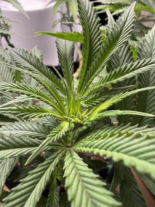 Primera fotopereodica GG4#. Week 10