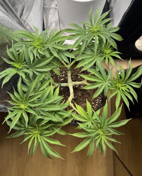 Primera fotopereodica GG4#. Week 10