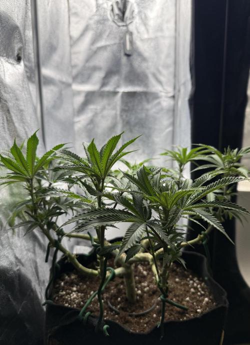 Primera fotopereodica GG4#. Week 10
