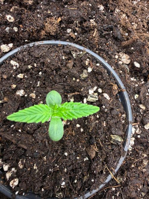 runtz auto ice frozen. Week 1