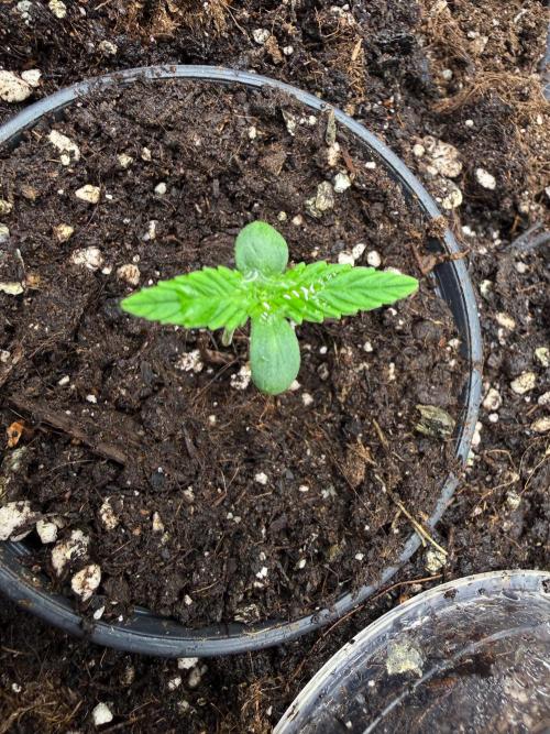 runtz auto ice frozen. Week 1